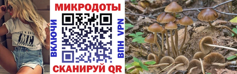 где купить наркоту  Новозыбков  Галлюциногенные грибы MAGIC MUSHROOMS 
